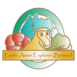 Exotic Asian Explorer Borneo Transparent